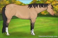 Horse Color:Bay Roan Dun 