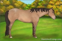 Horse Color:Amber Champagne