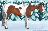 Horse Color:Bay Sabino Splash Tobiano 
