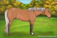 Horse Color:Silver Bay 