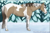 Horse Color:Classic Champagne Sabino Splash Tobiano Rabicano