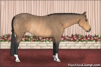 Horse Color:Buckskin Rabicano