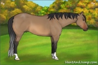 Horse Color:Bay Dun