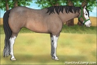 Horse Color:Buckskin Roan Splash