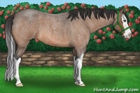 Horse Color:Buckskin Roan Splash
