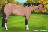 Horse Color:Bay Roan 