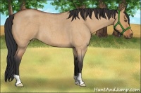 Horse Color:Bay Roan Dun Frame 
