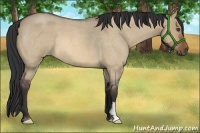 Horse Color:Bay Roan Dun Frame 