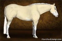 Horse Color:Silver Classic Cream Champagne Dun Sabino