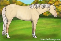 Horse Color:Silver Classic Champagne Dun Rabicano 