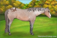Horse Color:Bay Roan Sabino Splash Appaloosa Rabicano