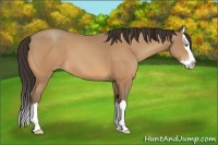 Horse Color:Amber Champagne Sabino Splash 