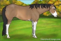 Horse Color:Bay Dun Sabino 