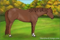 Horse Color:Chestnut Sabino
