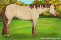 Horse Color:Red Dun Sabino
