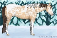 Horse Color:Amber Champagne Ice Splash Tobiano 