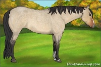 Horse Color:Bay Roan Dun Sabino 
