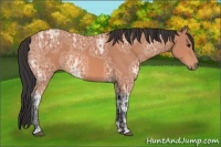 Horse Color:Bay Ice 