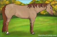 Horse Color:Red Dun Sabino