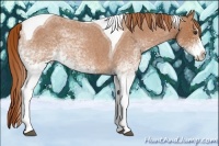 Horse Color:White Spotted Red Roan Splash Tobiano