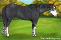 Horse Color:Black Sabino Splash