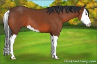 Horse Color:Bay Splash 