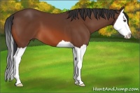 Horse Color:Bay Splash 