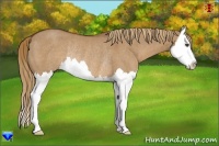 Horse Color:Red Dun Sabino Splash Rabicano