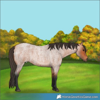Horse Color:Bay Roan 