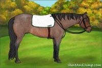 Horse Color:Bay Roan