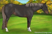 Horse Color:Liver Chestnut 