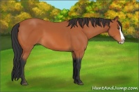 Horse Color:Bay Splash 