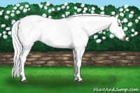 Horse Color:Gray Silver Bay Splash 