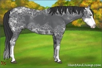 Horse Color:Black Ice Sabino Splash 