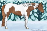 Horse Color:Chestnut Tobiano