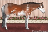 Horse Color:Brown Sabino 