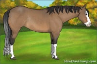 Horse Color:Bay Dun Splash Rabicano 