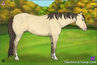Horse Color:Amber Cream Champagne Dun Sabino 