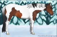 Horse Color:Bay Tobiano 