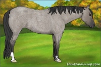 Horse Color:Smoky Grullo Roan Frame 
