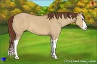 Horse Color:Red Dun Splash 