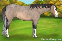 Horse Color:Buckskin Roan Splash