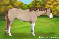 Horse Color:Red Dun Roan Splash Frame Rabicano