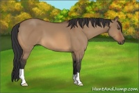 Horse Color:Bay Dun