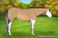 Horse Color:Buckskin Splash 