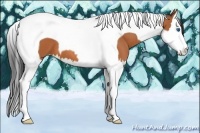 Horse Color:Bay Splash Tobiano 