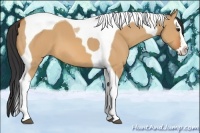 Horse Color:Bay Dun Splash Tobiano