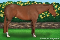 Horse Color:Chestnut Frame