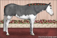 Horse Color:Blue Roan Splash
