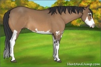 Horse Color:Bay Dun Splash Frame 